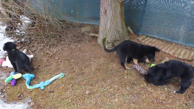 Hausbergkante E-Wurf - Tag 53 - Video 106 смотреть онлайн