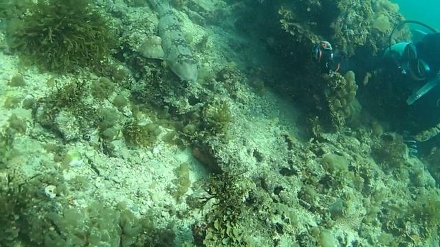 シロホシテンジクザメ　　one kind of nurse shark смотреть онлайн
