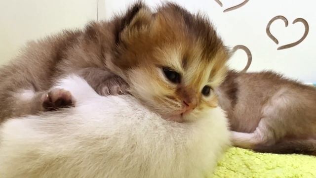 The little kitten wakes up first and goes looking for her mother cat смотреть онлайн