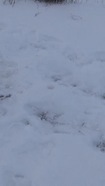 A firecracker with a FLASH in a Snowdrift #shorts смотреть онлайн