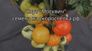Старый Советский сорт томата "Москвич" Выведен в 1976 году Растёт под открытым небом Раннеспелый