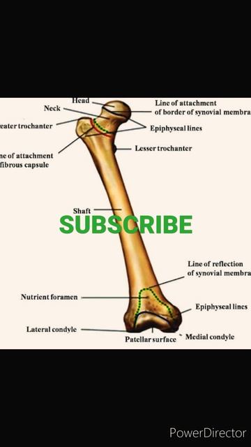LARGEST BONE OUR BODY & SMALLEST BONE OUR BODY смотреть онлайн