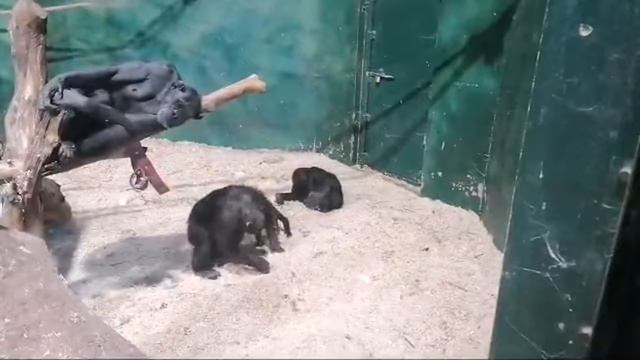 Tuppence, Mum Katie, Daughter Euro, Baby Vicky At The WMZ смотреть онлайн