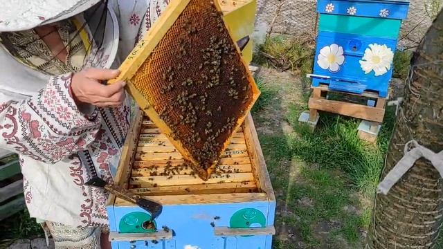 Гибель маток в изоляторах при зимовке!!! Причины!!! смотреть онлайн