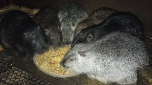 НУТРИИ опять всё сломали и погрызли. 29.12.24