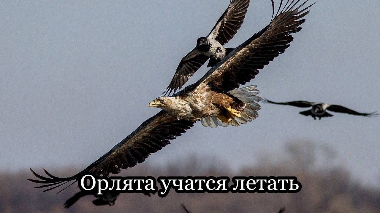 Орлята учатся летать смотреть онлайн