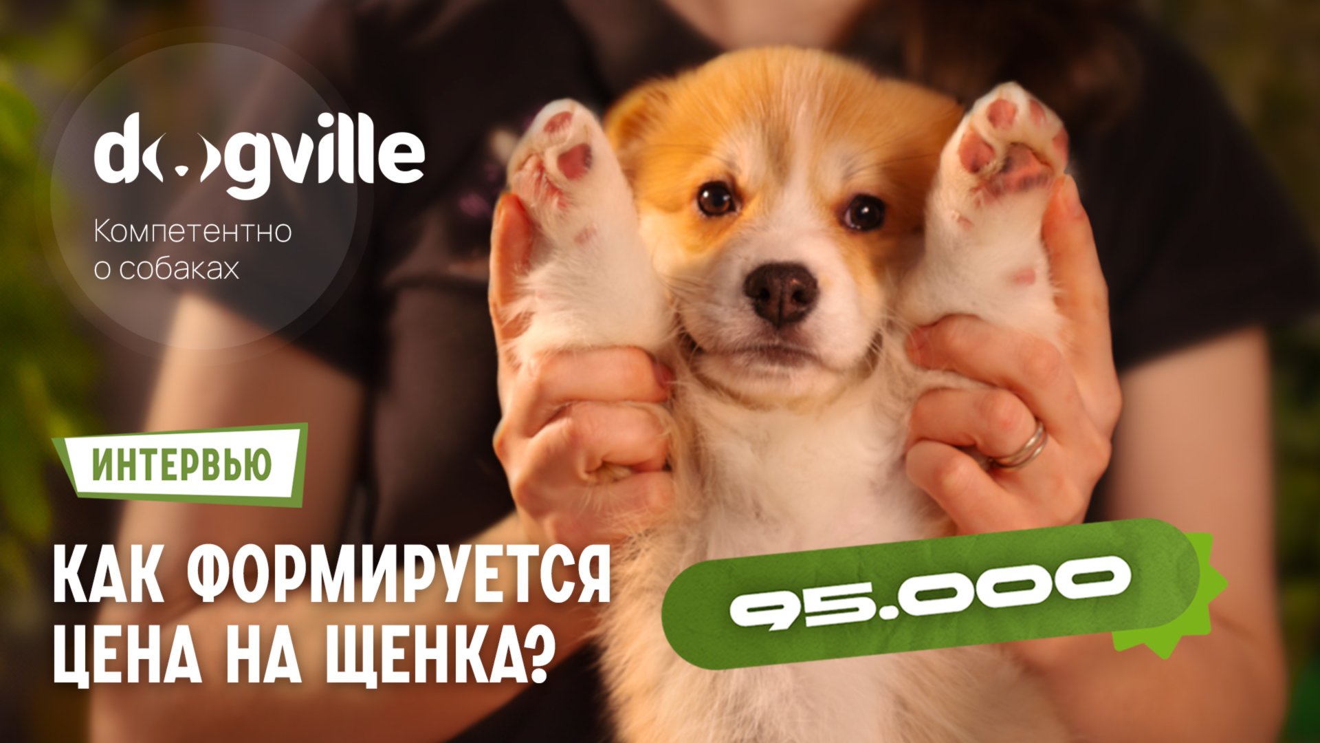 Почему щенки столько стоят? — Траты заводчика собак