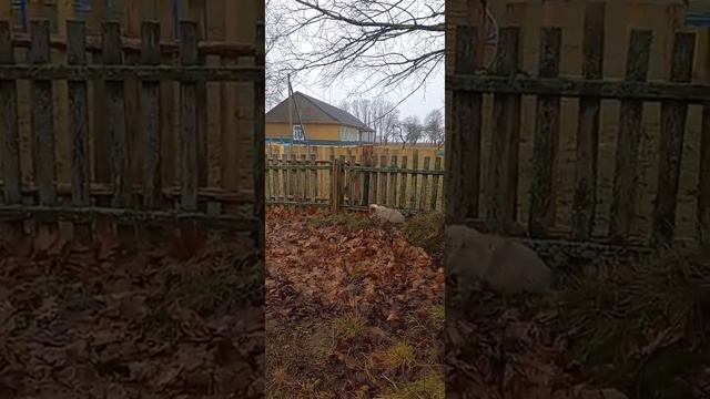 Пневматическая новогодняя хлопушка 01.01.2022 смотреть онлайн