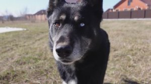 Начал делать забор, волк гуляет по участку, вызвали кадастрового инженера, заказал песок и щебень