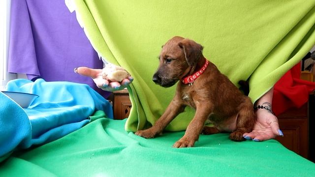 О ирландский терьер : Щенок от Курта и Андреа . Красная лента.