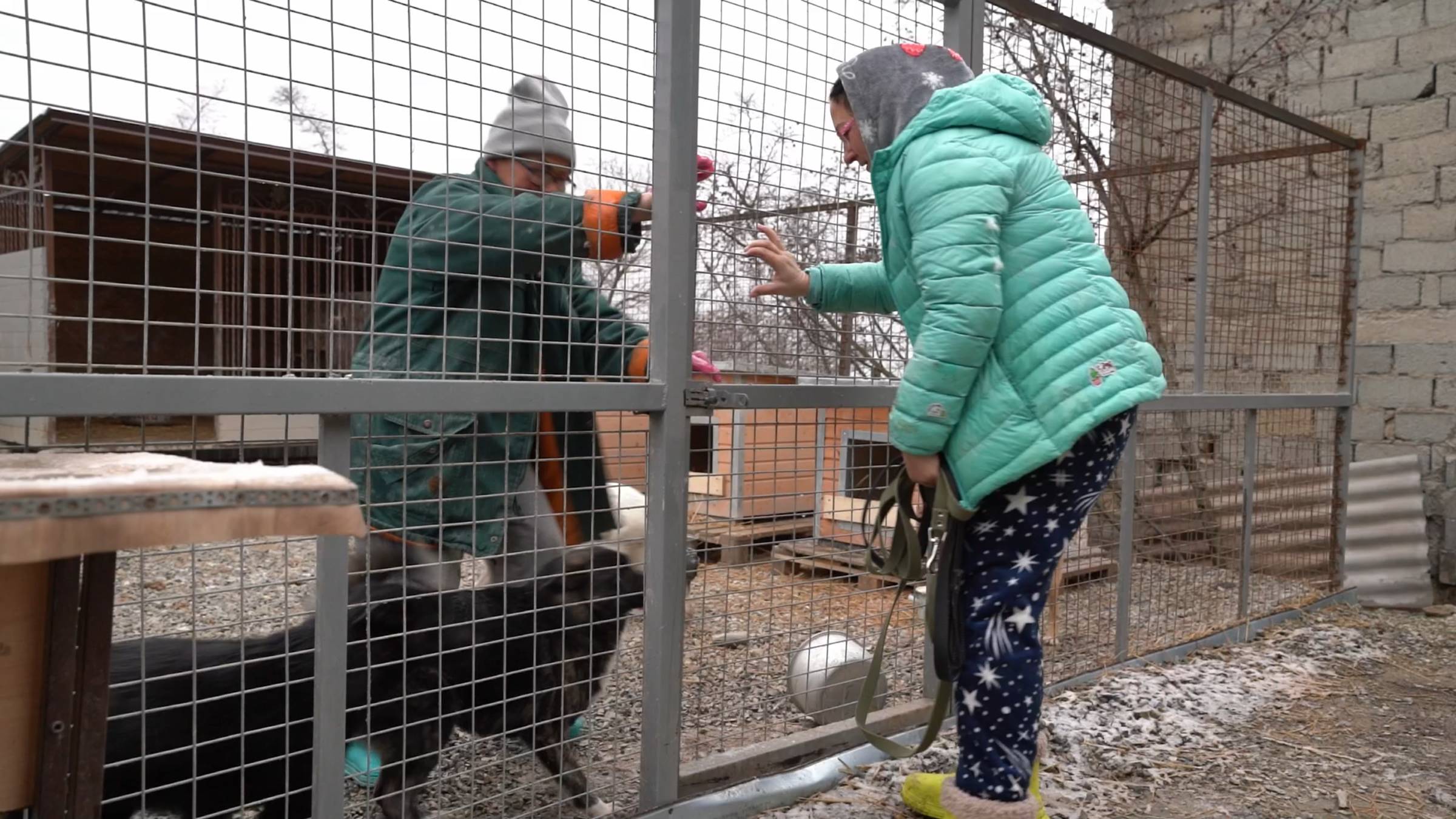 Приют: жизнь недомашних животных (Документальный фильм)