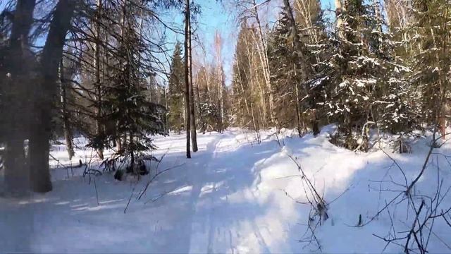 День169. Двенадцать километров по тайге, лёгким темпом. смотреть онлайн