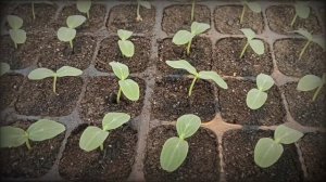 Первый полив огурца,после всходов.mp4