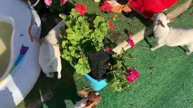 Тихие, спокойные утренние гуляния. смотреть онлайн