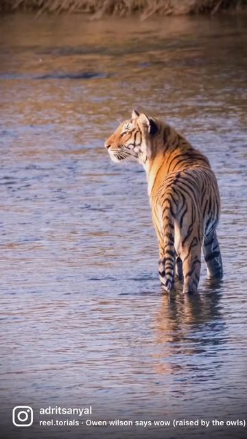 Wild Planet (Ep-2): Tigers of Northern India смотреть онлайн