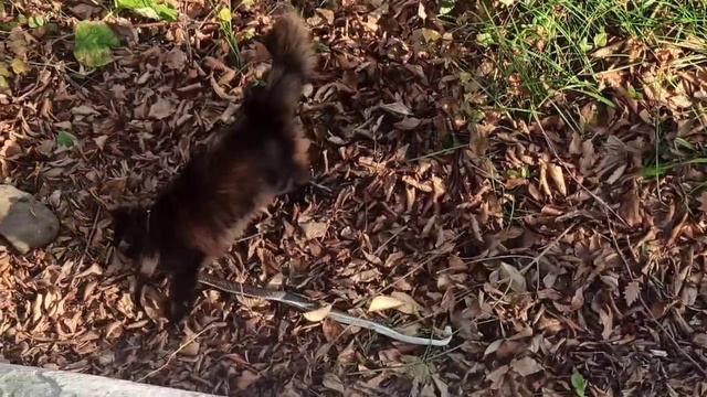 Сочинские суровые коты смотреть онлайн