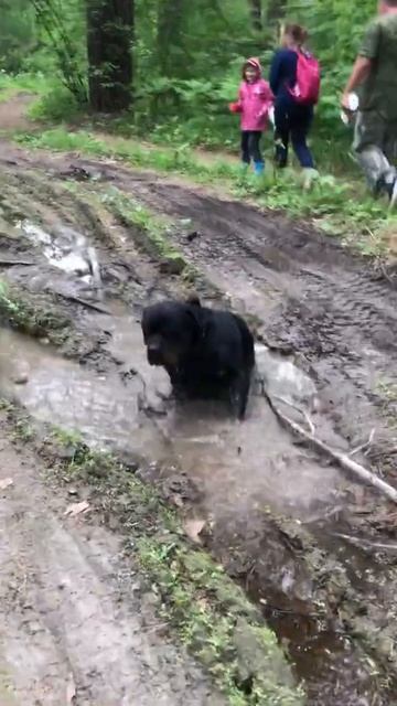 Свинтус в лесном болоте смотреть онлайн