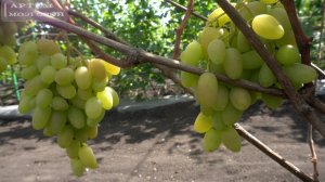 ВИНОГРАД БЕЛАЯ АКАЦИЯ, АЙВЕНГО И МАЛЬЧИК С ПАЛЬЧИК.