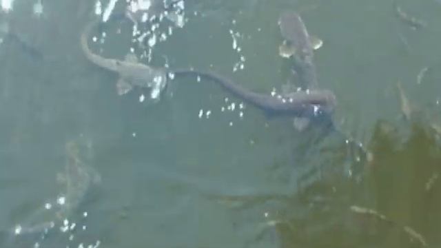 Экспедиция по Припяти смотреть онлайн