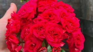 Обзор посылки от канала Пеларгонии и Ко