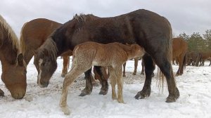 новости с фермы:маленький жеребёнок,кормление лошадей