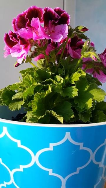 #Shorts Королевская пеларгония Герань