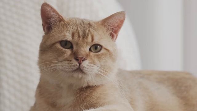 Cat Water Fountain | Get a Cat to Drink More #Laikapets смотреть онлайн
