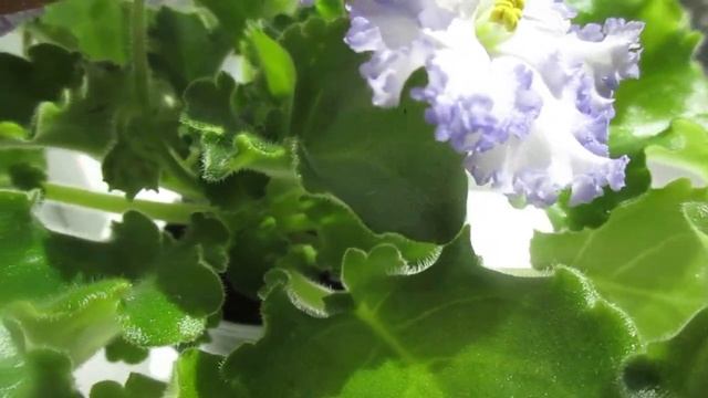 Нежное цветение сортовой фиалки Partly Cloudy.Описание,сортовые признаки и особенности. смотреть онлайн