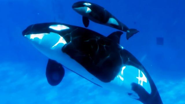 Orca Whale(Killer Whale)'s Theme(For the second anniversary celebration) смотреть онлайн