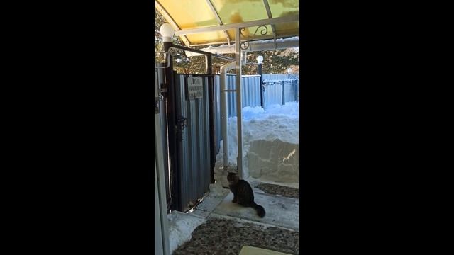 Кот-чемпион - с места - 180 см. смотреть онлайн