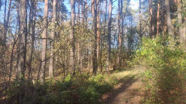 Лесная #Прогулка к Чудо Дереву - Красивая #Природа Осенью 4k Forest #Walking & Autumn Nature Beauty смотреть онлайн
