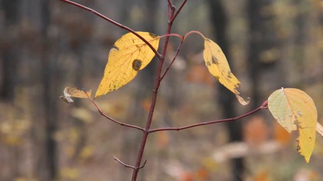 Canon EOS 60D IS 18 - 135 mm Kit Lens смотреть онлайн