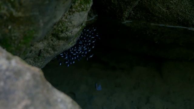 Kokkozka & Indol смотреть онлайн