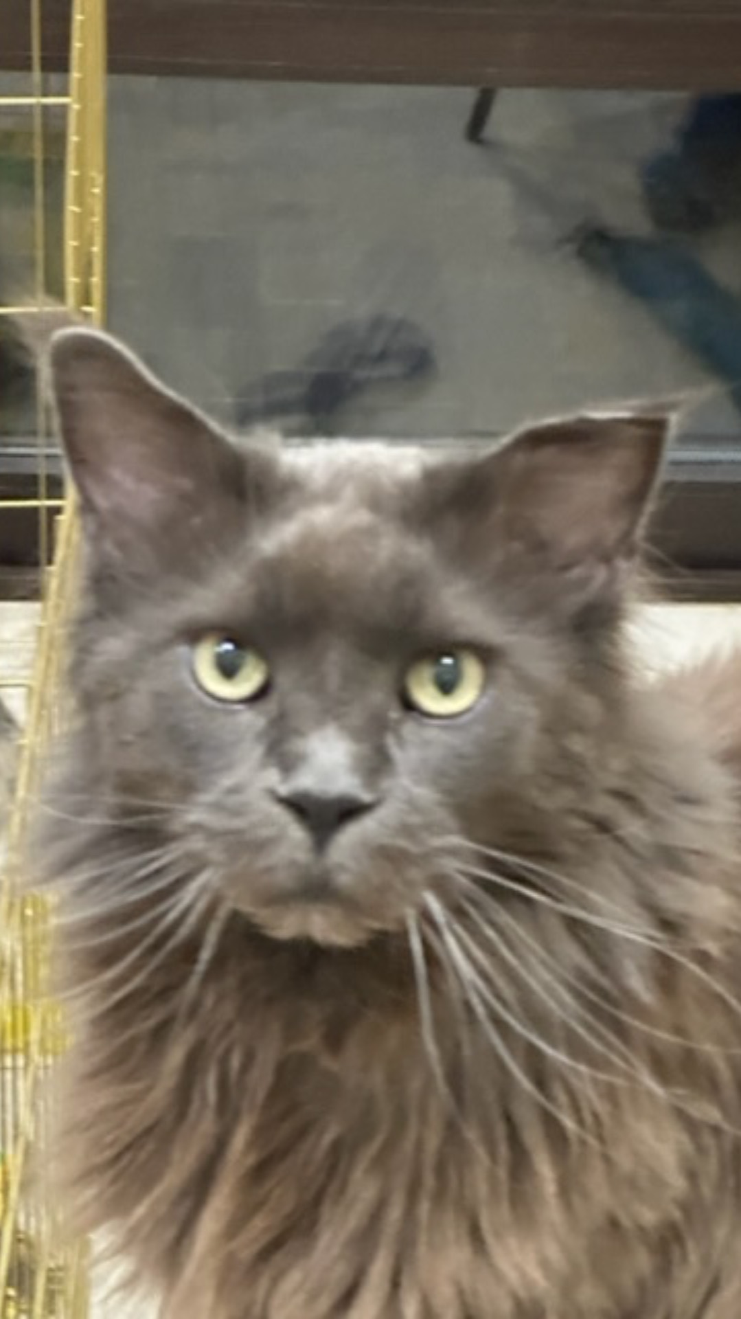 Дарси и Челси/ самоед и корги