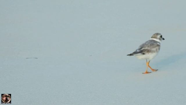 Желтоногий зуёк (Piping plover) Куба 09-2023 #желтоногийзуек #куба2023 #pipingplover #birdwatchin смотреть онлайн