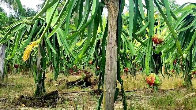 #Viral BUAH NAGA BERBUAH TERUS ini RAHASIA nya #dragonfruit #cara #budidaya смотреть онлайн