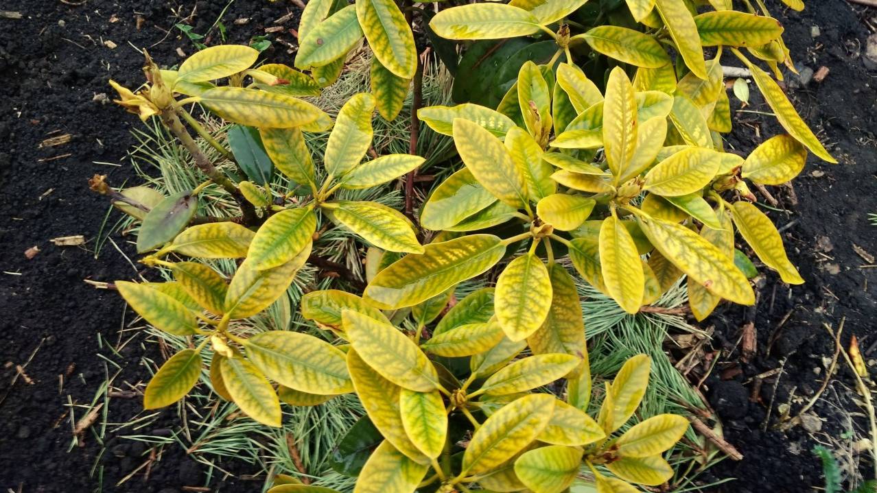 РОДОДЕНДРОН - борьба с хлорозом. Из личного опыта.