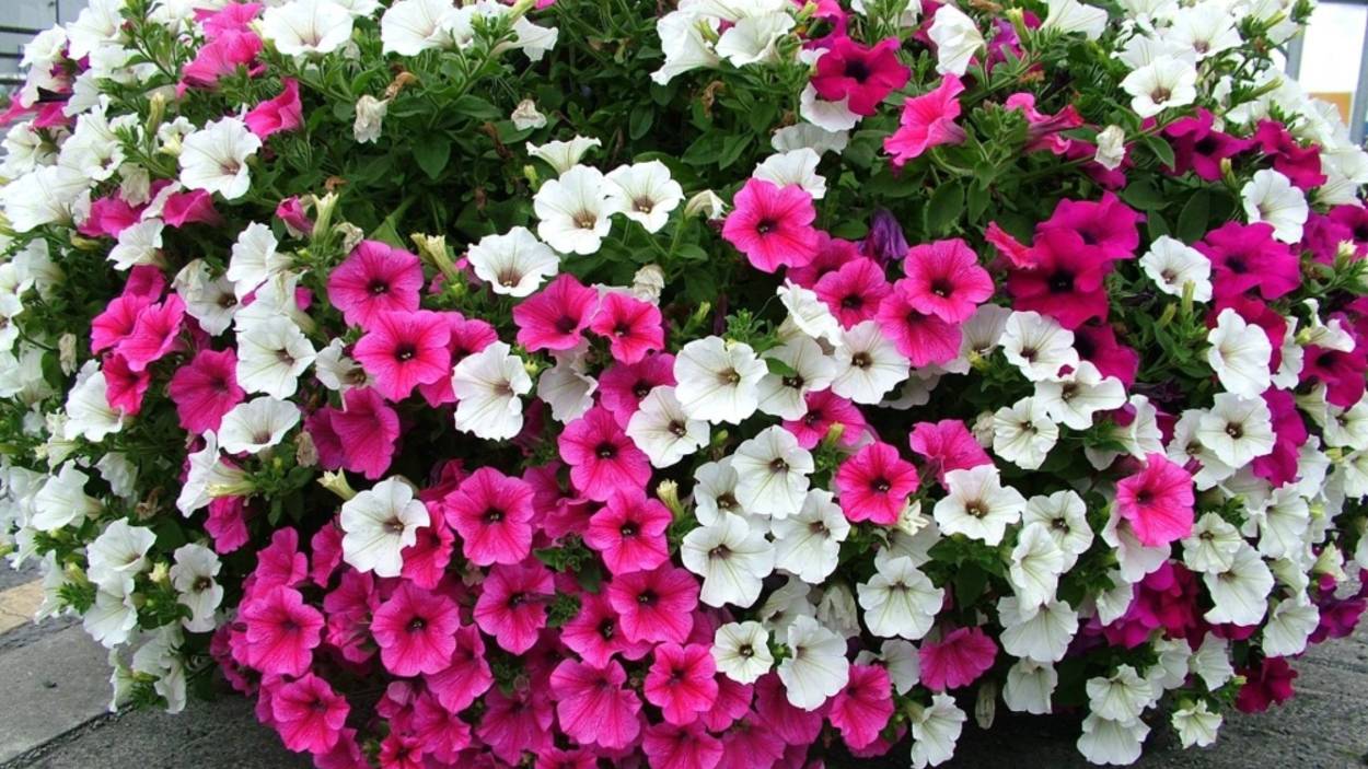 Когда сеять петунию на рассаду Сроки посева петунии смотреть онлайн