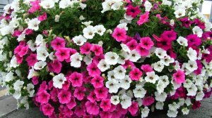 Когда сеять петунию на рассаду  Сроки посева петунии