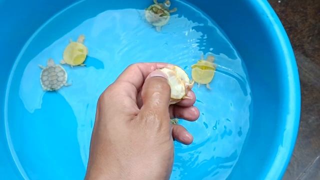 Tortugas caramel pink 🍬 (Trachemys scripta elegans) смотреть онлайн