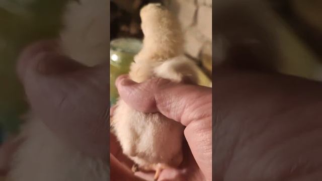 Чожа бокиш смотреть онлайн