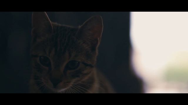 Cat cinematic test video - a bit scary / Fujifilm + sigma 56 mm / colorgraded смотреть онлайн