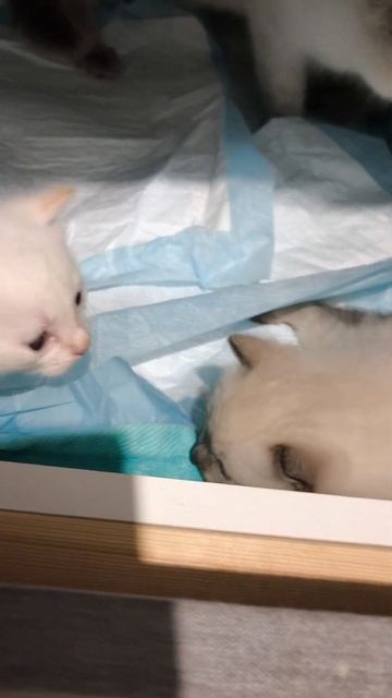 4 неделя начало, котята уже хорошо ходят смотреть онлайн