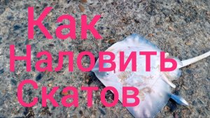 как ловить ската