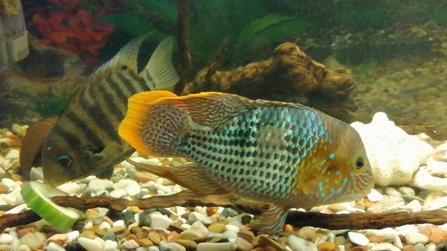 Акара бирюзовая. 🐠