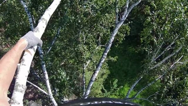 Умирающая береза, спил частями смотреть онлайн