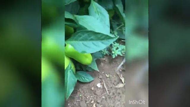 Перец Икселька F1 Гарантия высокого урожая от компании Sevalsi/Севалси семена