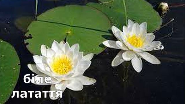 Охорона РОСЛИН Рослини з Червоної книги України // РІДКІСНІ рослини смотреть онлайн