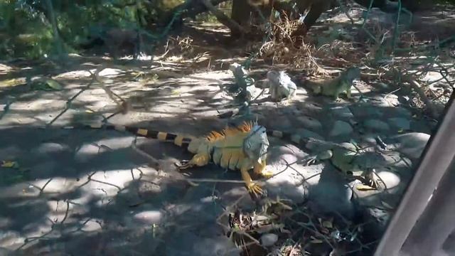 Iguana en playa linda смотреть онлайн