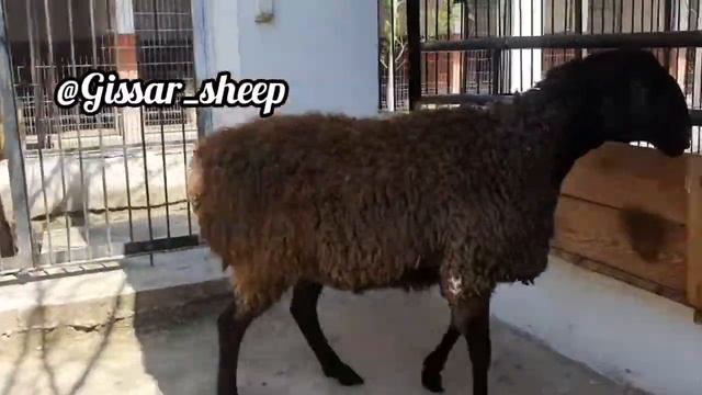 Продаётся племенной гиссарский баран, 2.5 года, рост 95 - 96 см. смотреть онлайн